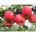 Chinois frais rouge Gala pomme de haute qualité et bas prix 2011 récolte